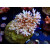 Acropora sp. Bali-Farmzucht