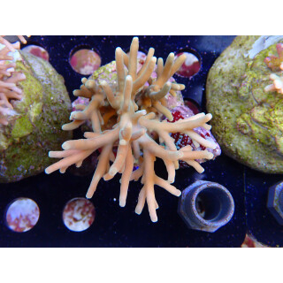 Acropora suharsonoi Bali-Farmzucht