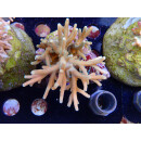 Acropora suharsonoi Bali-Farmzucht