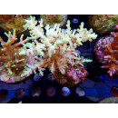 Acropora echinata green Bali-Farmzucht