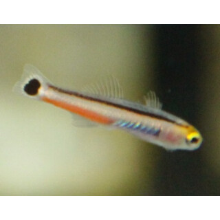 Aioliops megastigma - Bigspot minidartfish
