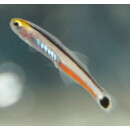 Aioliops megastigma - Bigspot minidartfish