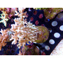 Acropora sp. Bali-Farmzucht