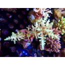 Acropora echinata green Bali-Farmzucht