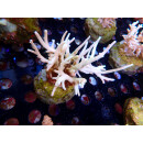 Acropora suharsonoi Bali-Farmzucht