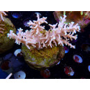 Acropora sp. "Red Dragon" Bali-Farmzucht