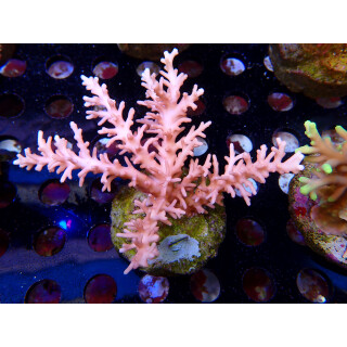 Acropora sp. Bali-Farmzucht