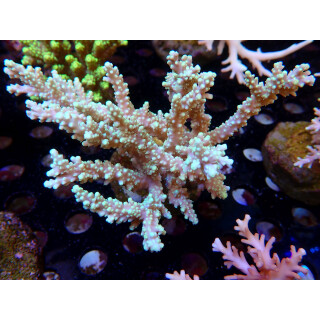 Acropora horrida Bali-Farmzucht