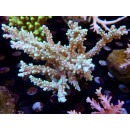 Acropora horrida Bali-Farmzucht
