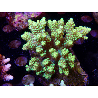 Acropora sp. Bali-Farmzucht