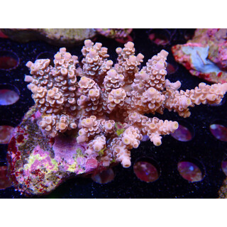 Acropora tenuis Bali-Farmzucht