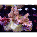 Acropora loripes Bali-Farmzucht