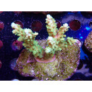 Acropora loripes Bali-Farmzucht
