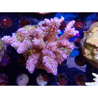 Acropora valida "Tricolor" Bali-Farmzucht