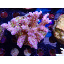Acropora valida "Tricolor" Bali-Farmzucht