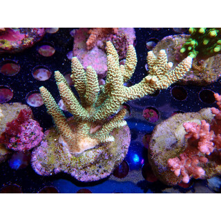 Acropora millepora Bali-Farmzucht