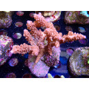 Acropora loripes Bali-Farmzucht