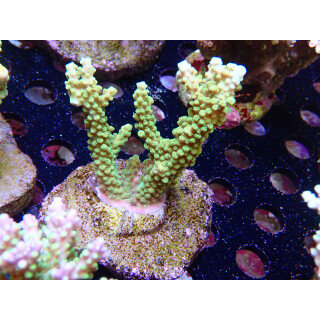 Acropora sp. Bali-Farmzucht