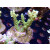 Acropora sp. Bali-Farmzucht