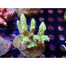 Acropora sp. Bali-Farmzucht