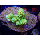 Acropora humilis Bali-Farmzucht