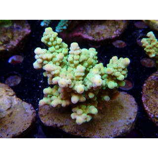 Acropora sp. Bali-Farmzucht