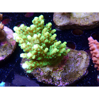 Acropora efflorescens green Bali-Farmzucht