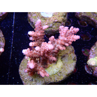 Acropora loripes Bali-Farmzucht