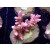 Acropora loripes Bali-Farmzucht