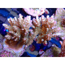 Acropora efflorescens Bali-Farmzucht