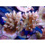 Acropora efflorescens Bali-Farmzucht