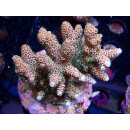 Acropora millepora Bali-Farmzucht