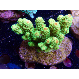 Acropora florida Bali-Farmzucht