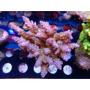 Acropora valida "Tricolor" Bali-Farmzucht