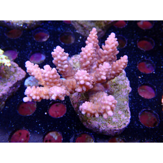 Acropora loripes Bali-Farmzucht