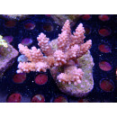 Acropora loripes Bali-Farmzucht