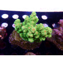 Acropora florida Bali-Farmzucht