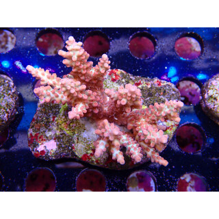 Acropora microlados "Strawberry Shortcake"...