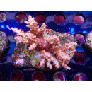 Acropora microlados "Strawberry Shortcake"...