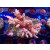 Acropora microlados "Strawberry Shortcake" Bali-Farmzucht