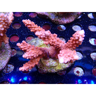 Acropora sp. Bali-Farmzucht