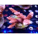 Acropora sp. Bali-Farmzucht