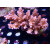 Acropora loripes Bali-Farmzucht