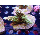 Acropora abrotanoides Bali-Farmzucht