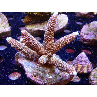 Acropora sp. Bali-Farmzucht