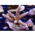 Acropora sp. Bali-Farmzucht
