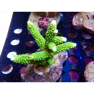 Acropora tumida Bali-Farmzucht