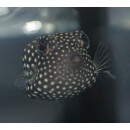 Ostracion meleagris - Whitespotted boxfish