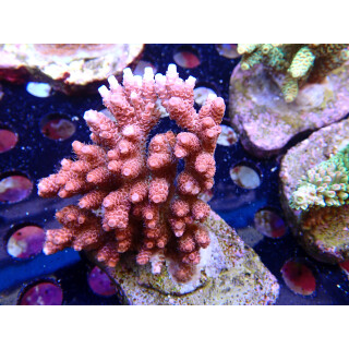 Acropora hyancithus Bali-Farmzucht