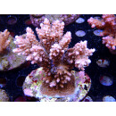 Acropora microlados "Bali Shortcake"...